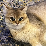 Barsuke