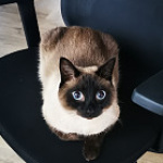 Bons