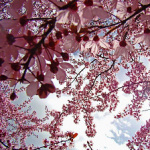 Deimantėėėėėėėėėė