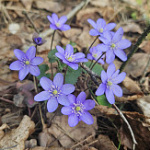 Heidė