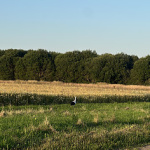 jolanta99