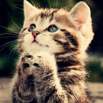 Katze