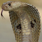 Kobraa