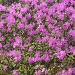liancikas