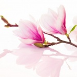 Magnolija