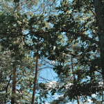 makaroniene