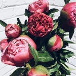 max_mara