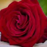 Norida