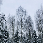 Novasta
