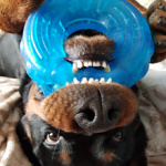 Oragė