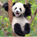 pandule