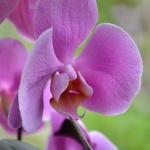 pieva_saule
