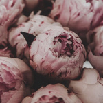 pinkpeony