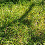Širdis ant rankų