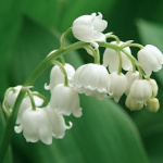 Springs