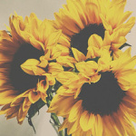 sunflower13
