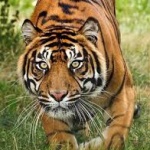 Tigr__iu__ke